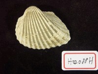 藏品(船蛤)的圖片